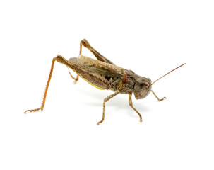 grasshopper