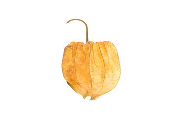 Crape gooseberry on white background © khuntapol