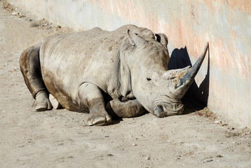 Obraz premium Close up of a White Rhinoceros lying down