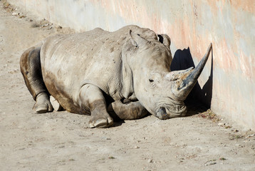 Close up of a White Rhinoceros lying down