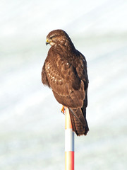 Common buzzard (Buteo buteo)