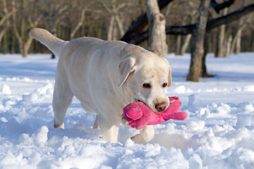 yellow labrador in winter with a pink toy