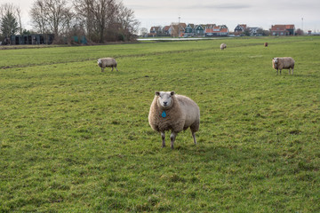 Obraz premium sheep in the pasture