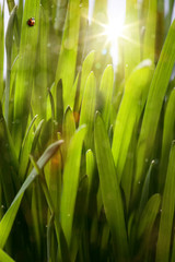 natural spring green background