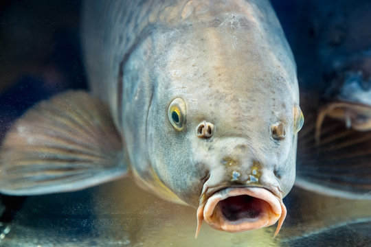 Carp fish in aquarium or reservoir ubder water