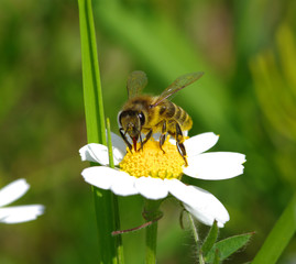 Bee