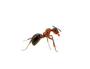 Ant on white