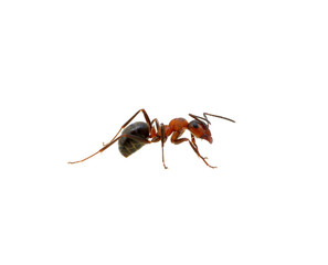 Ant on white