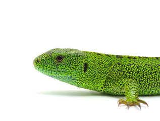green lizard