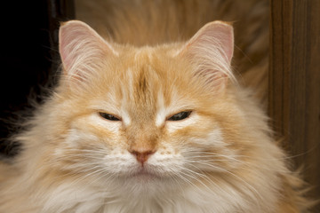 cat on the white background