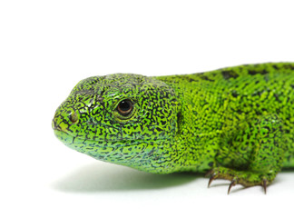 green lizard
