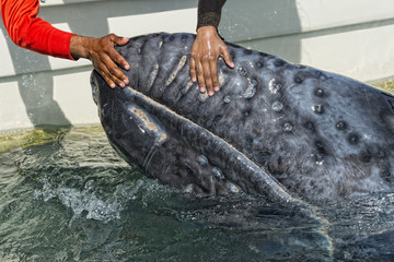 Obraz premium grey whale approaching a boat