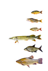various freshwater fish  collection isolated on white