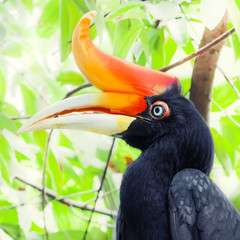 Hornbill