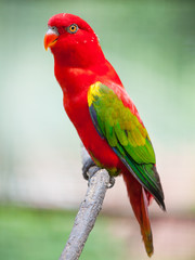 Parrot