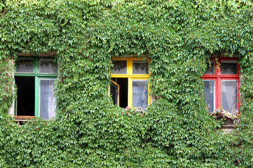 Windows in the wall covered with ivy