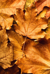Fototapeta na wymiar autumn maple leaf on leaves background