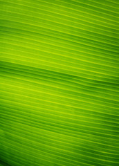 Banana leaves