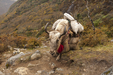 yaks