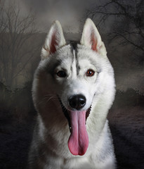 Husky or wolf in twilight forest