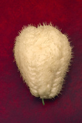 Chayote (Sechium edule), fruit with thorns