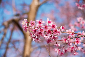 Pink sakura blossoms in Thailand