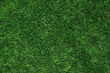 Obraz premium green grass