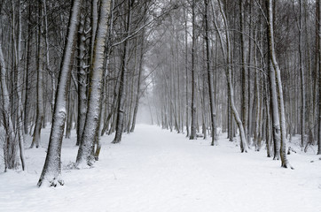 Snow covered tree trunks. Winter alley