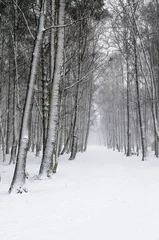 Foto auf Leinwand Snow covered tree trunks. Winter alley © Igor Sokolov