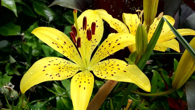 Yellow daylilies in a garden, moving with a light wind