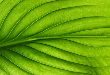 leaf texture