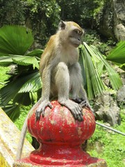 macaque