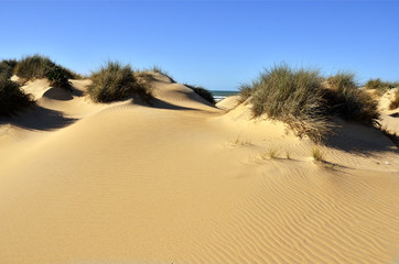 Sistema de dunas en la playa de Camposoto.Cádiz.España