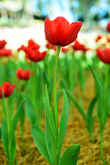 Obraz premium Tulips