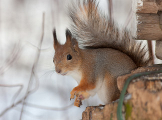 squirrel closeup in winter