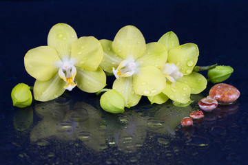 Beautiful spa concept of  yellow orchid with stones and drops