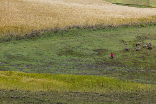 Cultivos  de cebada y canola en las colinas de Zumbahua
