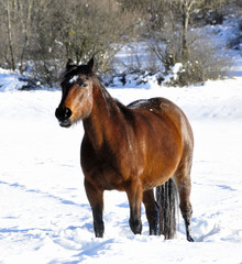 Cheval dans la neige