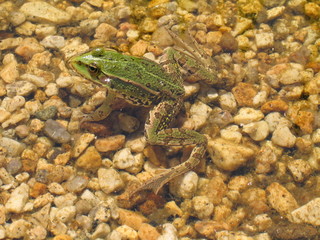 Green frog basking in the pond - species Pelophylax esculentus