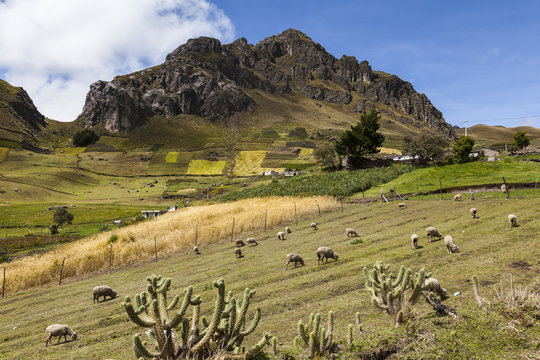 Campos y laderas cultivadas en Zumbahua, Ecuador