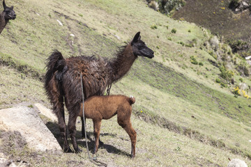 Llama con cria, Zumbahua
