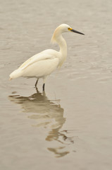 Garza Pequeña