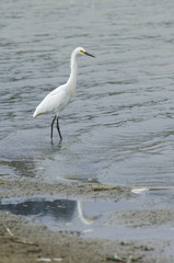 Garza Pequeña