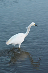 Garza Pequeña