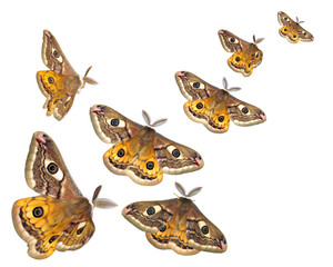 flying moths (Saturnia pavoniella)