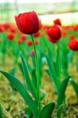 Tulips