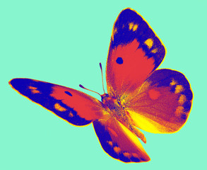pop art Colias butterfly