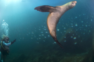 Fototapeta premium beautiful blonde girl and sea lion underwater