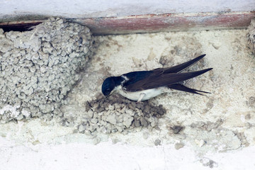 House Martin (Delichon urbica).Wild bird in a natural habitat.