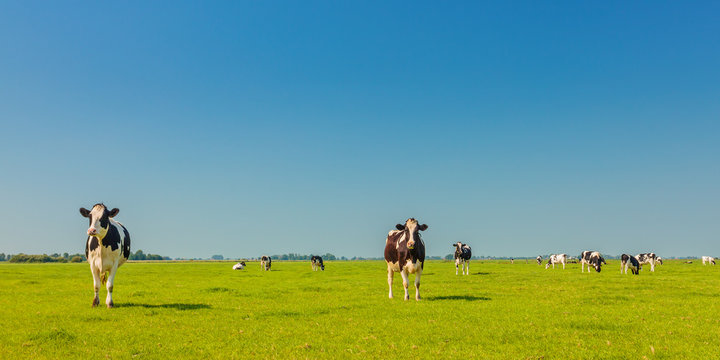 Panoramic image of milk cows in the Dutch province of Friesland